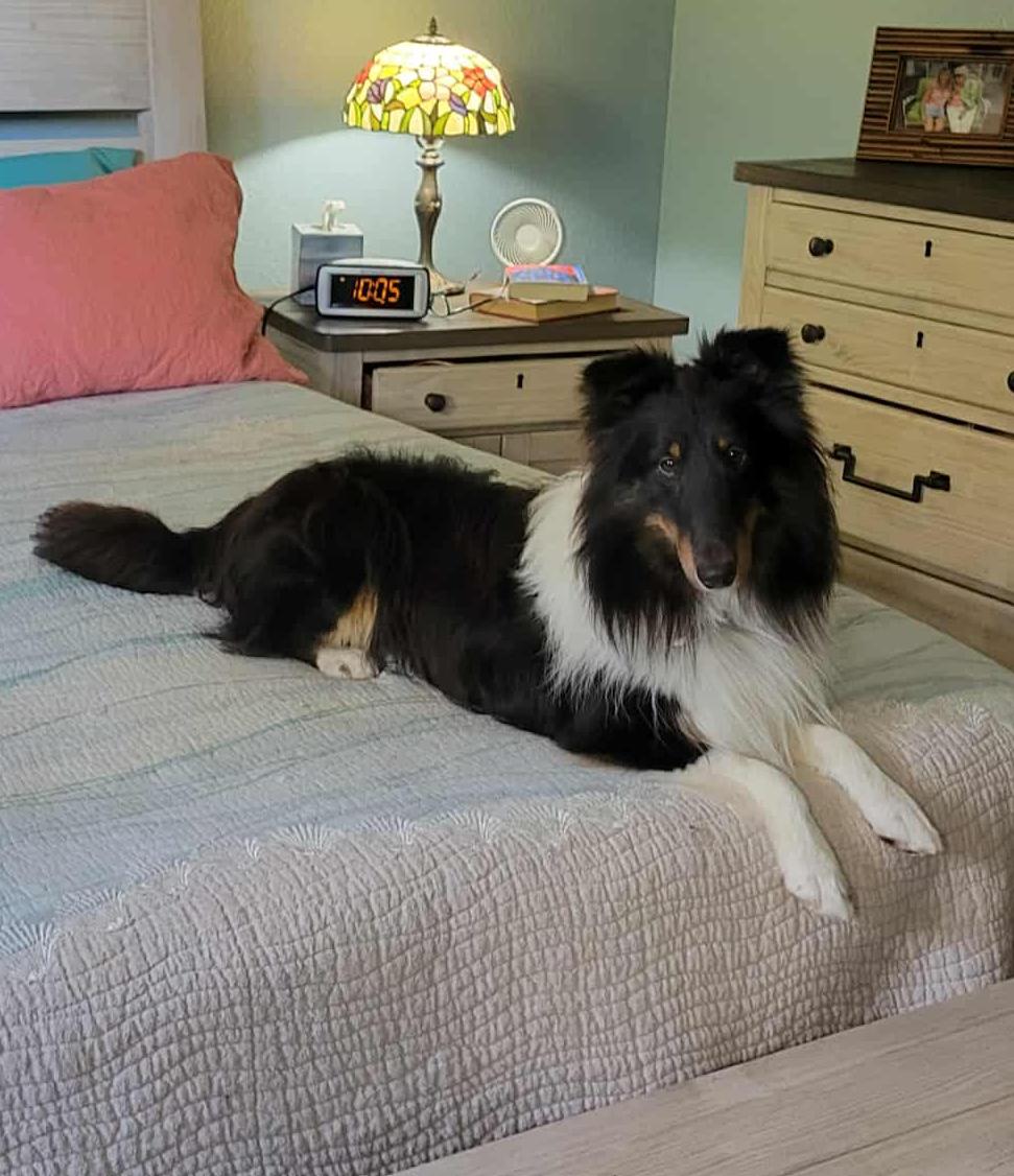 WATSON, a Adoptable Shetland Sheepdog / Sheltie in Shell Knob, MO image 4/5