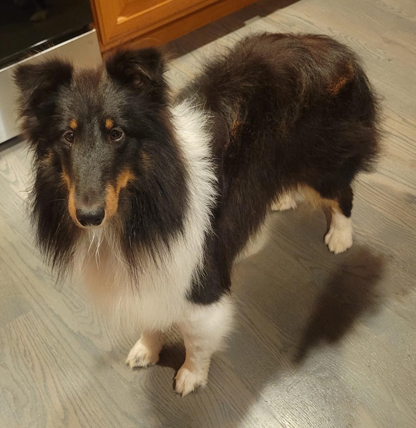 WATSON, Adoptable, Young Male Shetland Sheepdog / Sheltie.