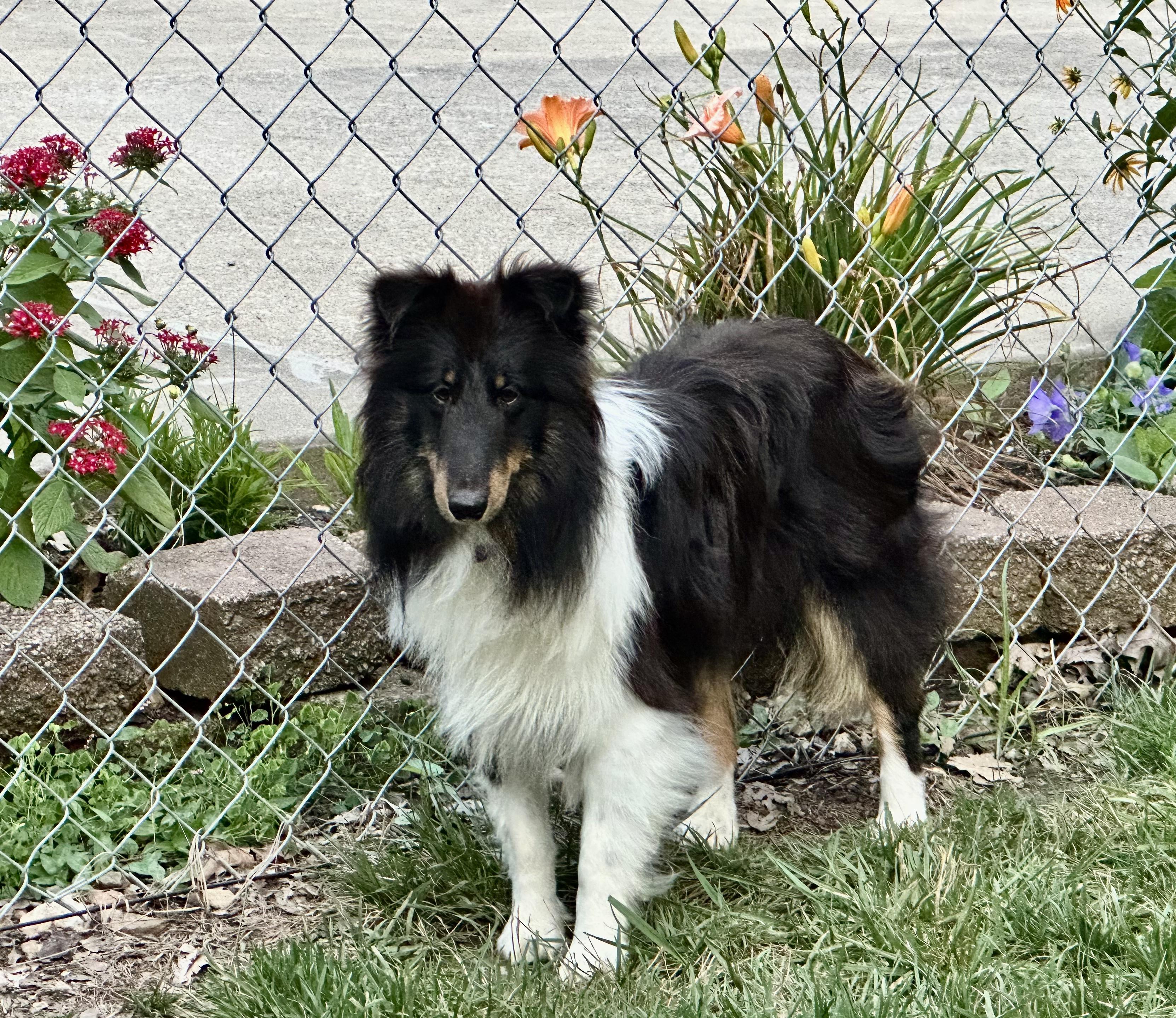 WATSON, a Adoptable Shetland Sheepdog / Sheltie in Shell Knob, MO image 2/5