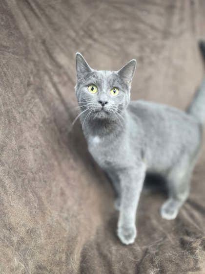 Enlarge Luna, a Adoptable Domestic Short Hair in Sullivan, IN image 1/2