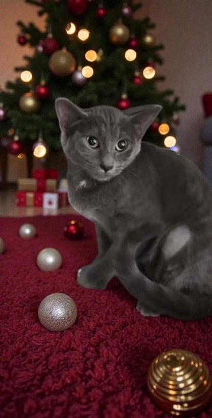 Enlarge Luna, a Adoptable Domestic Short Hair in Sullivan, IN image 2/2