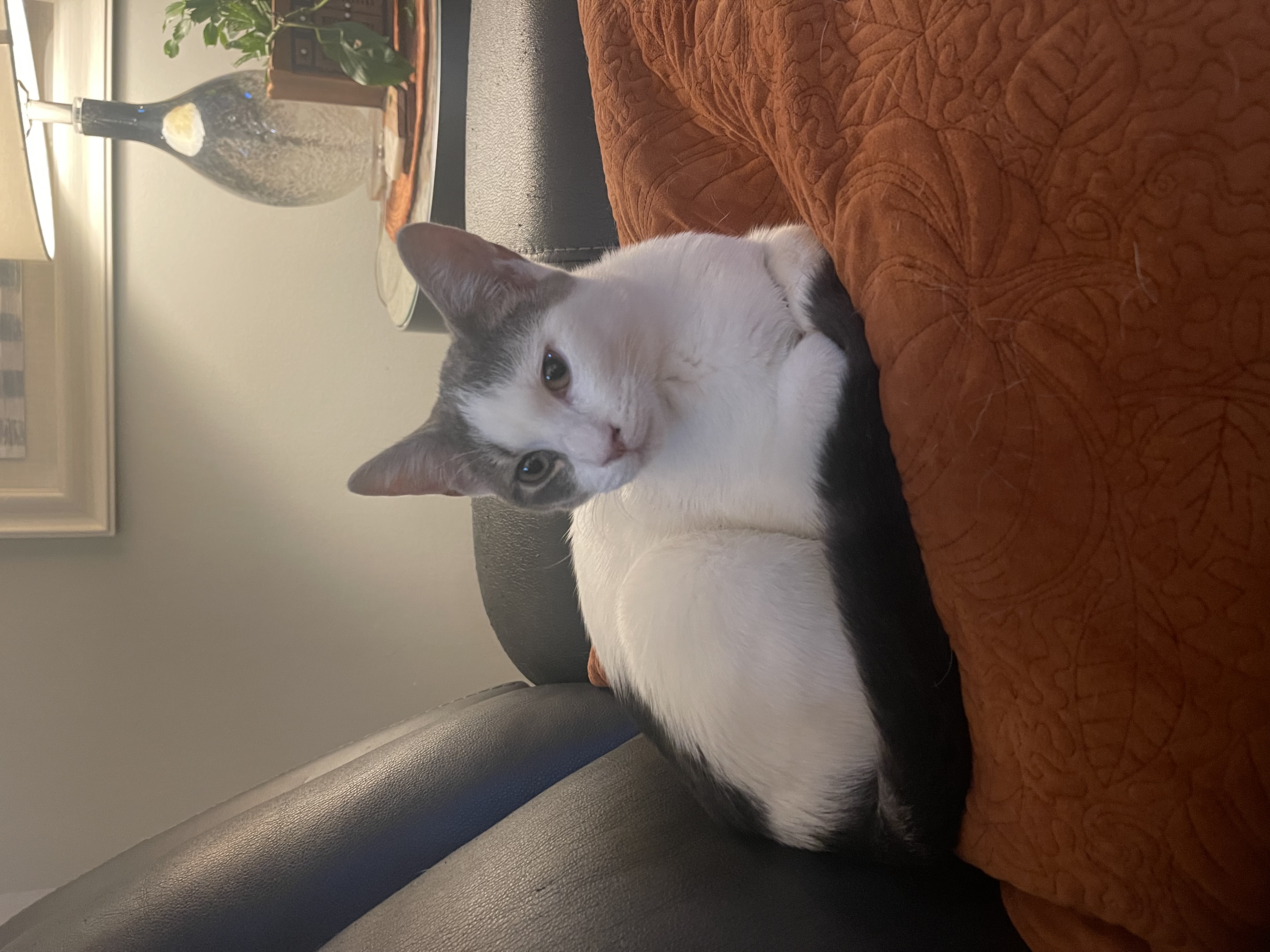 Sebastian, Adopted, Young Male Domestic Short Hair.