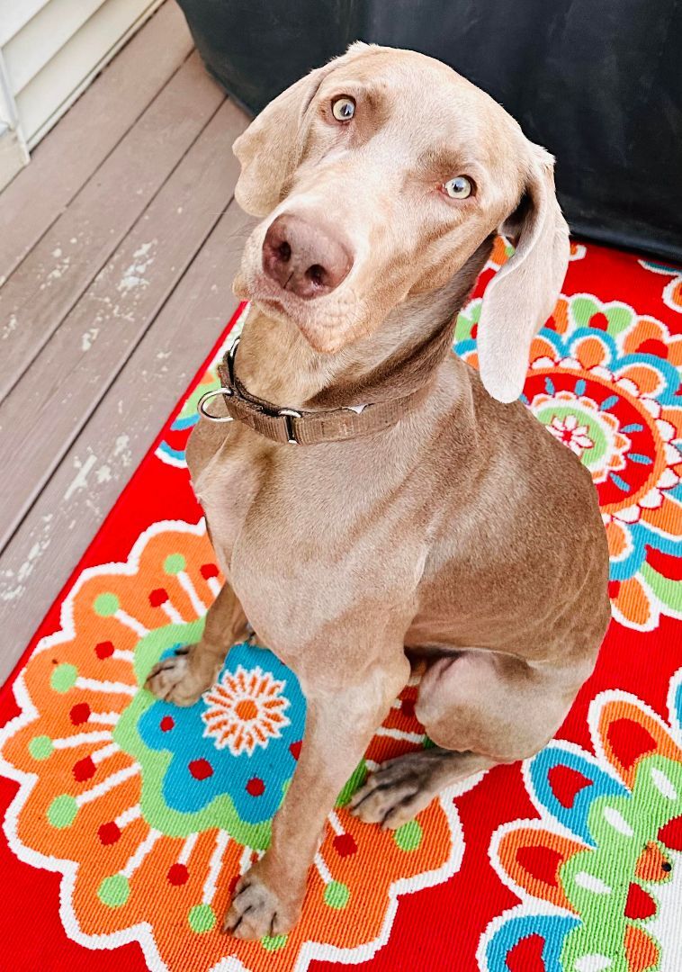 Enlarge Payson, a Adopted Weimaraner in Des Moines, IA image 1/6