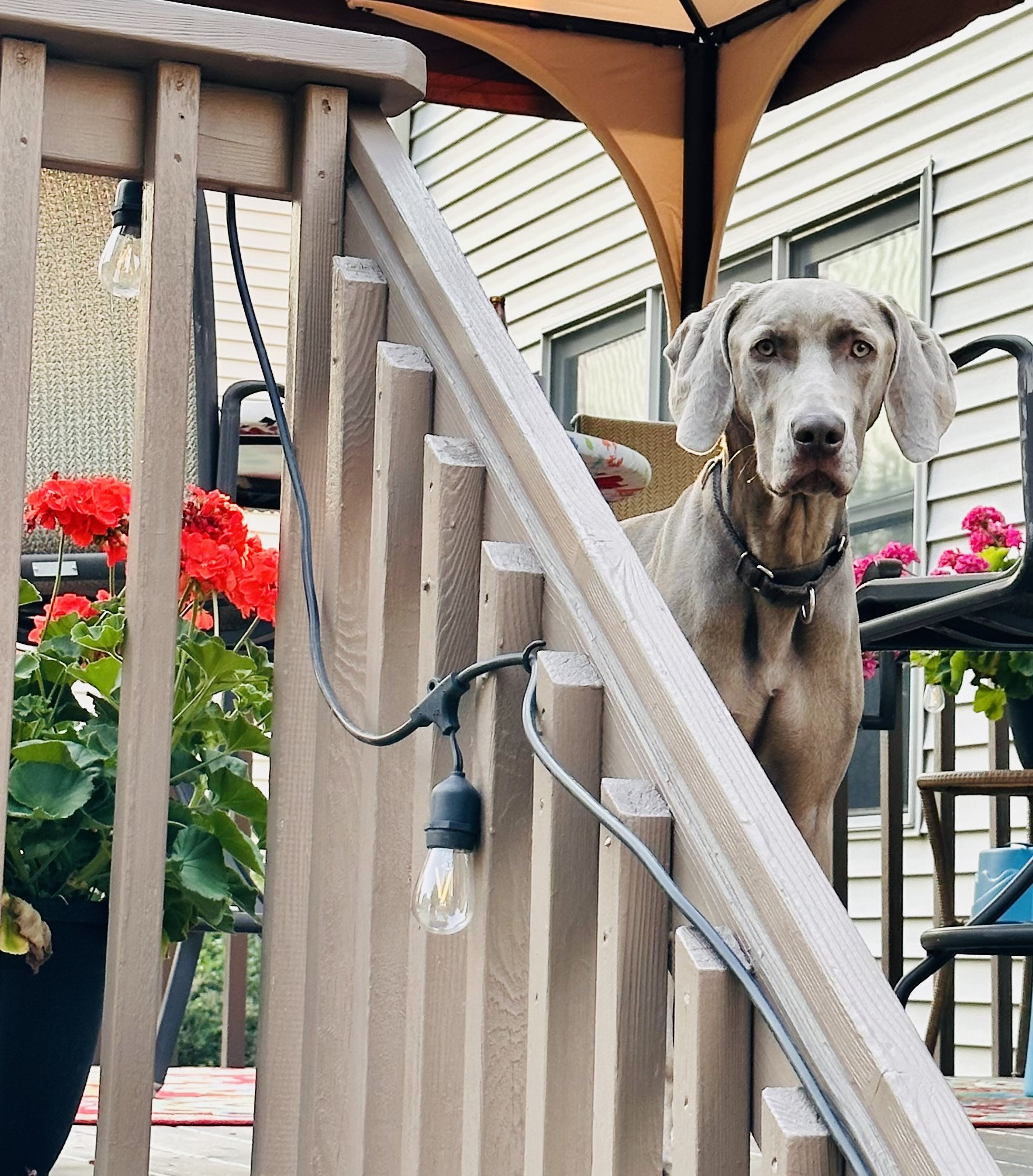Enlarge Payson, a Adopted Weimaraner in Des Moines, IA image 2/6