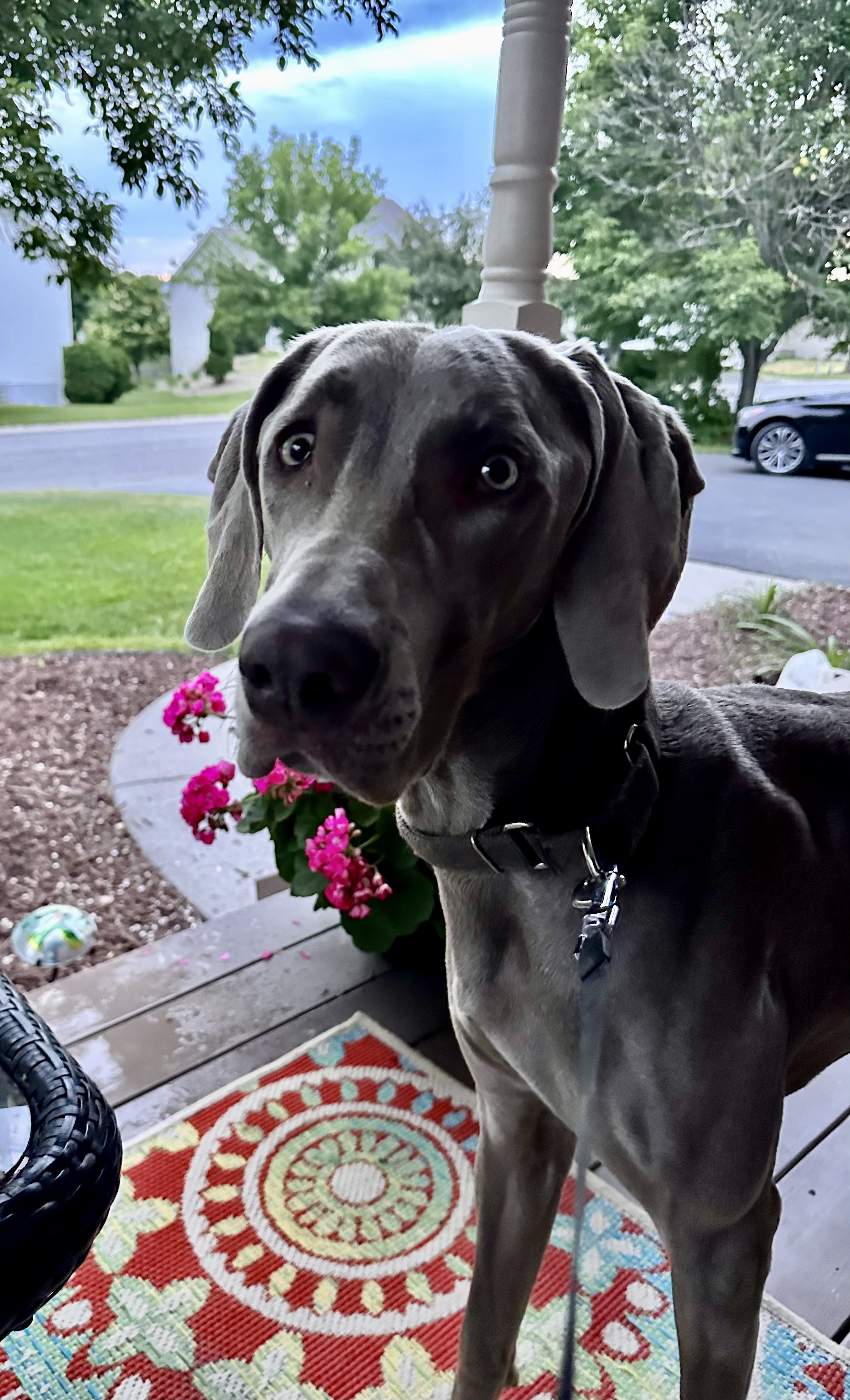 Enlarge Payson, a Adopted Weimaraner in Des Moines, IA image 3/6