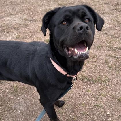 Siena, a Adoptable mixed breed in Dallas, TX image 1/6