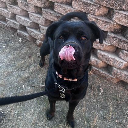 Siena, a Adoptable mixed breed in Dallas, TX image 3/6