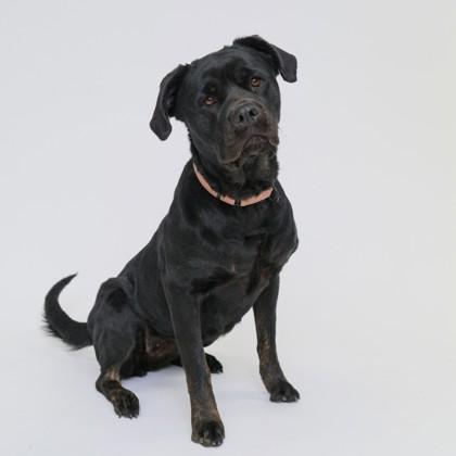 Siena, a Adoptable mixed breed in Dallas, TX image 5/6