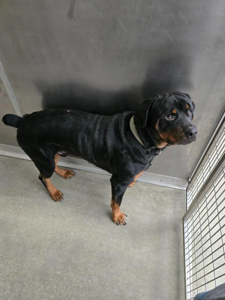 Tiny, Adoptable, Young Male Rottweiler.