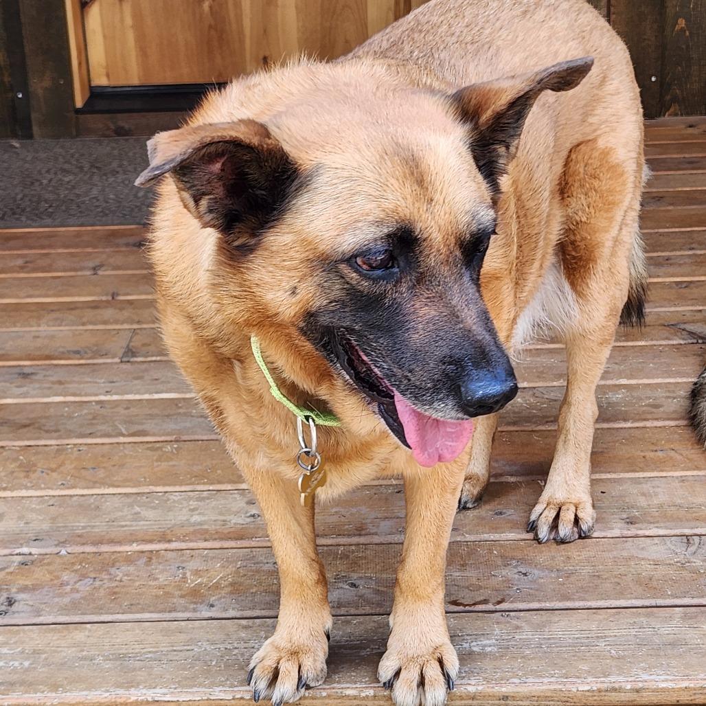 Taylor, Adoptable, Senior Male Shepherd & Mixed Breed.