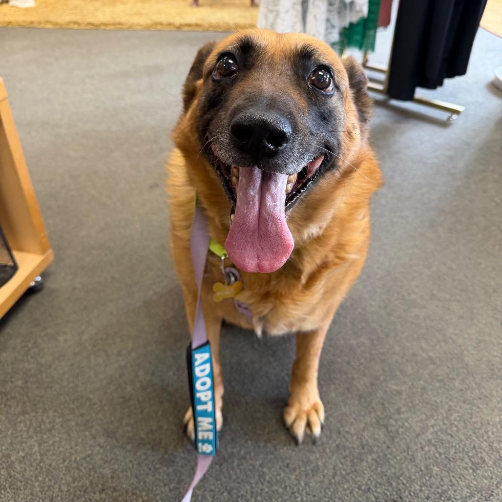 Enlarge Taylor, a Adoptable mixed breed in Durango, CO image 2/5