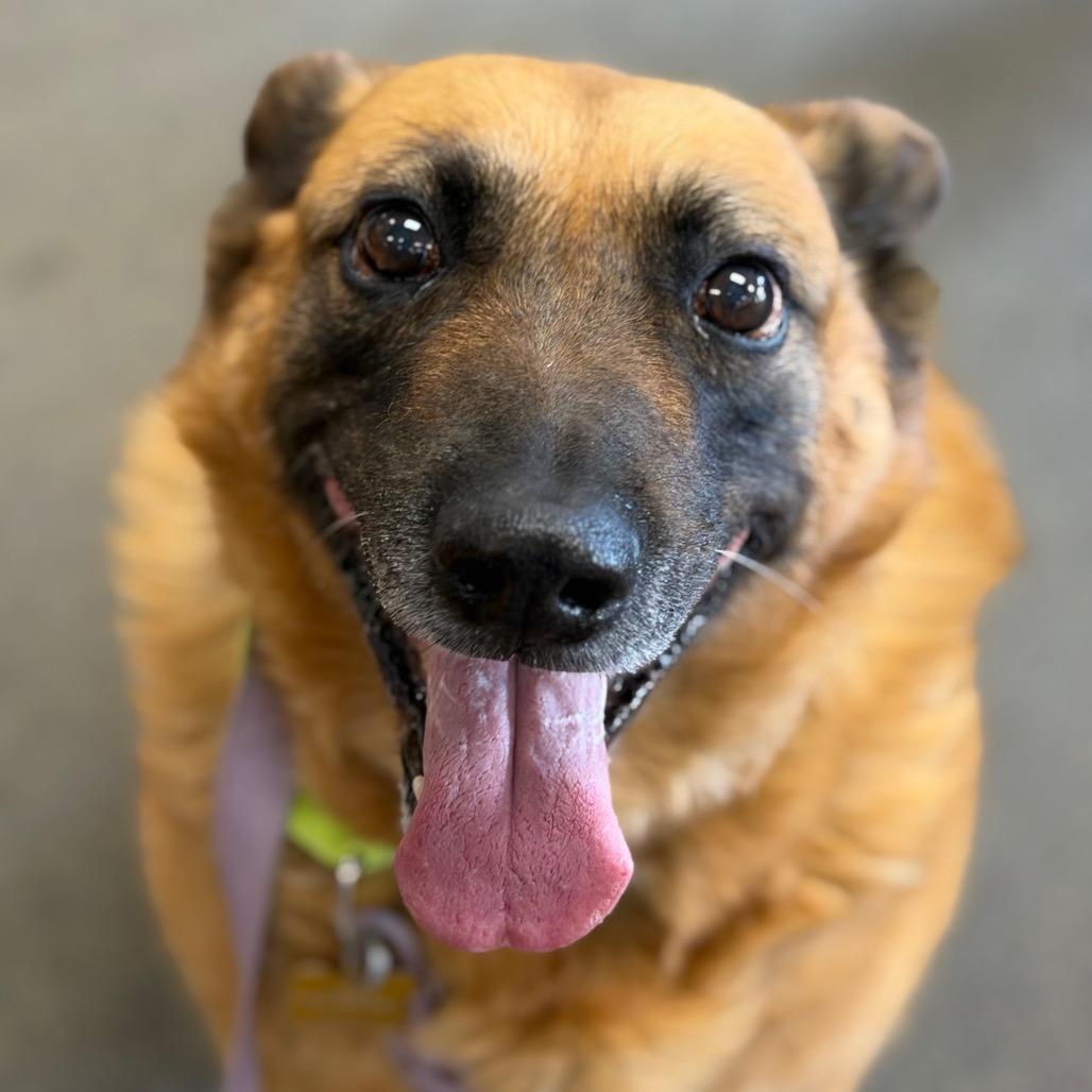 Enlarge Taylor, a Adoptable mixed breed in Durango, CO image 3/5
