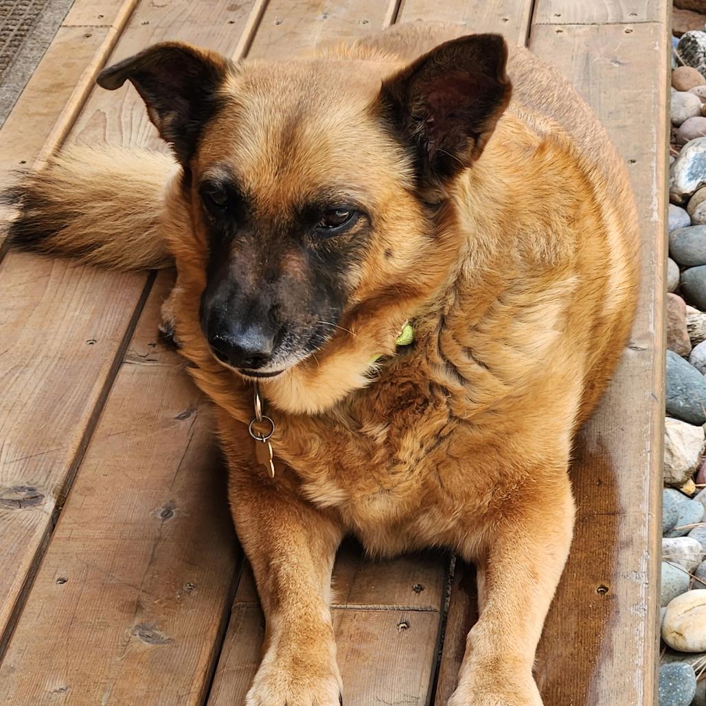 Enlarge Taylor, a Adoptable mixed breed in Durango, CO image 5/5