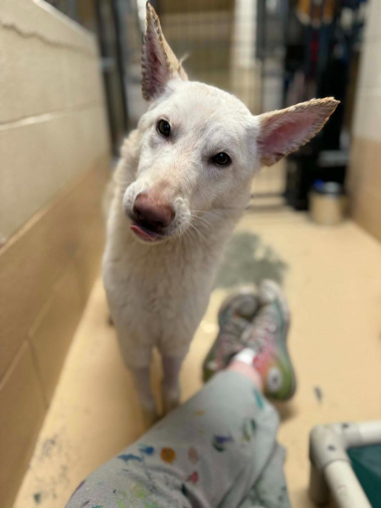 Crystal, Adoptable, Puppy Female German Shepherd Dog.