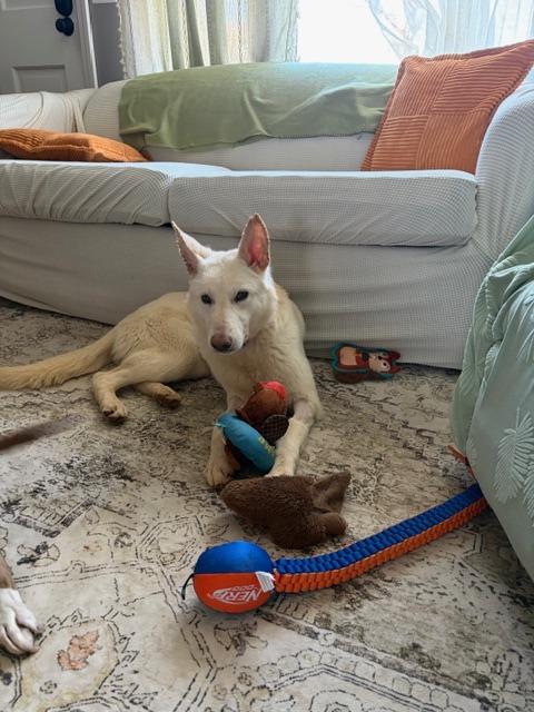 Enlarge Crystal, a Adoptable German Shepherd Dog in Effingham, IL image 2/6