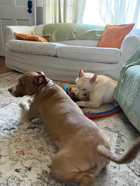 Enlarge Crystal, a Adoptable German Shepherd Dog in Effingham, IL image 3/6