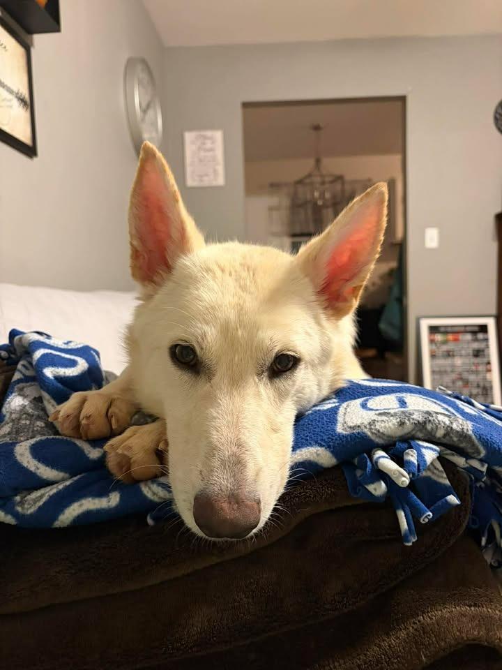 Enlarge Crystal, a Adoptable German Shepherd Dog in Effingham, IL image 5/6