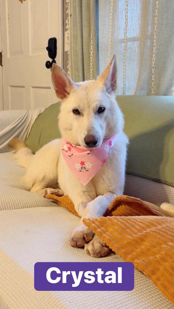 Enlarge Crystal, a Adoptable German Shepherd Dog in Effingham, IL image 5/6