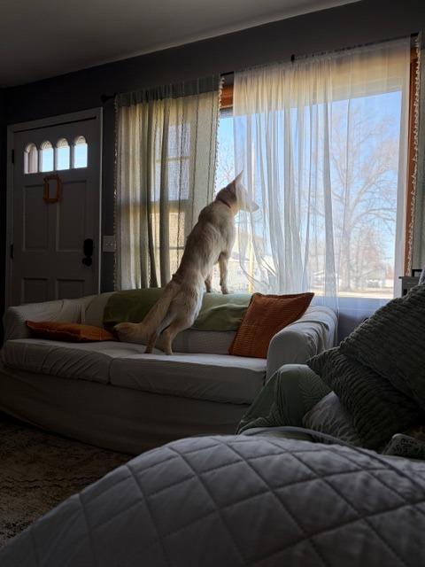 Enlarge Crystal, a Adoptable German Shepherd Dog in Effingham, IL image 6/6