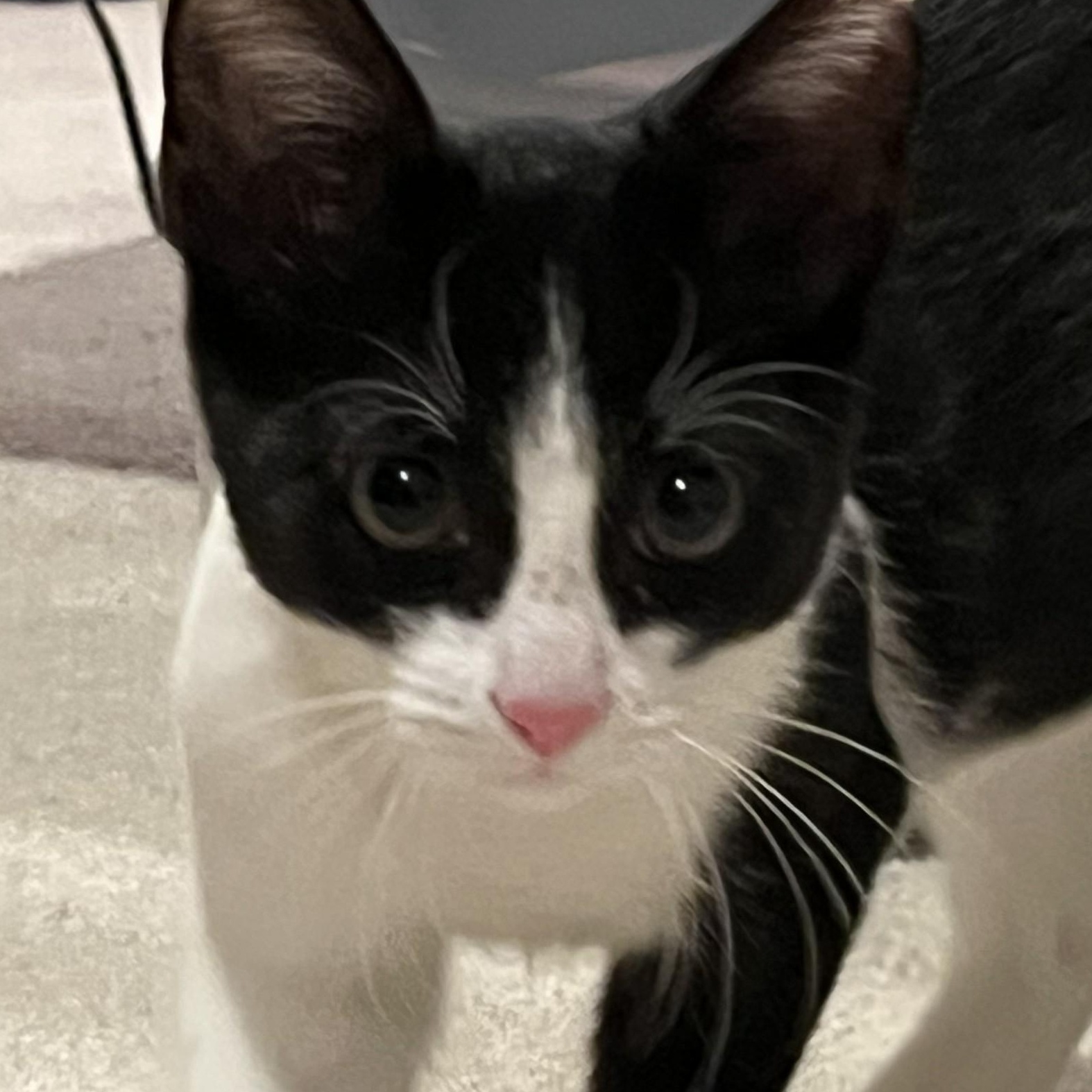 Enlarge Junior, a Adoptable mixed breed in CHICAGO, IL image 4/6