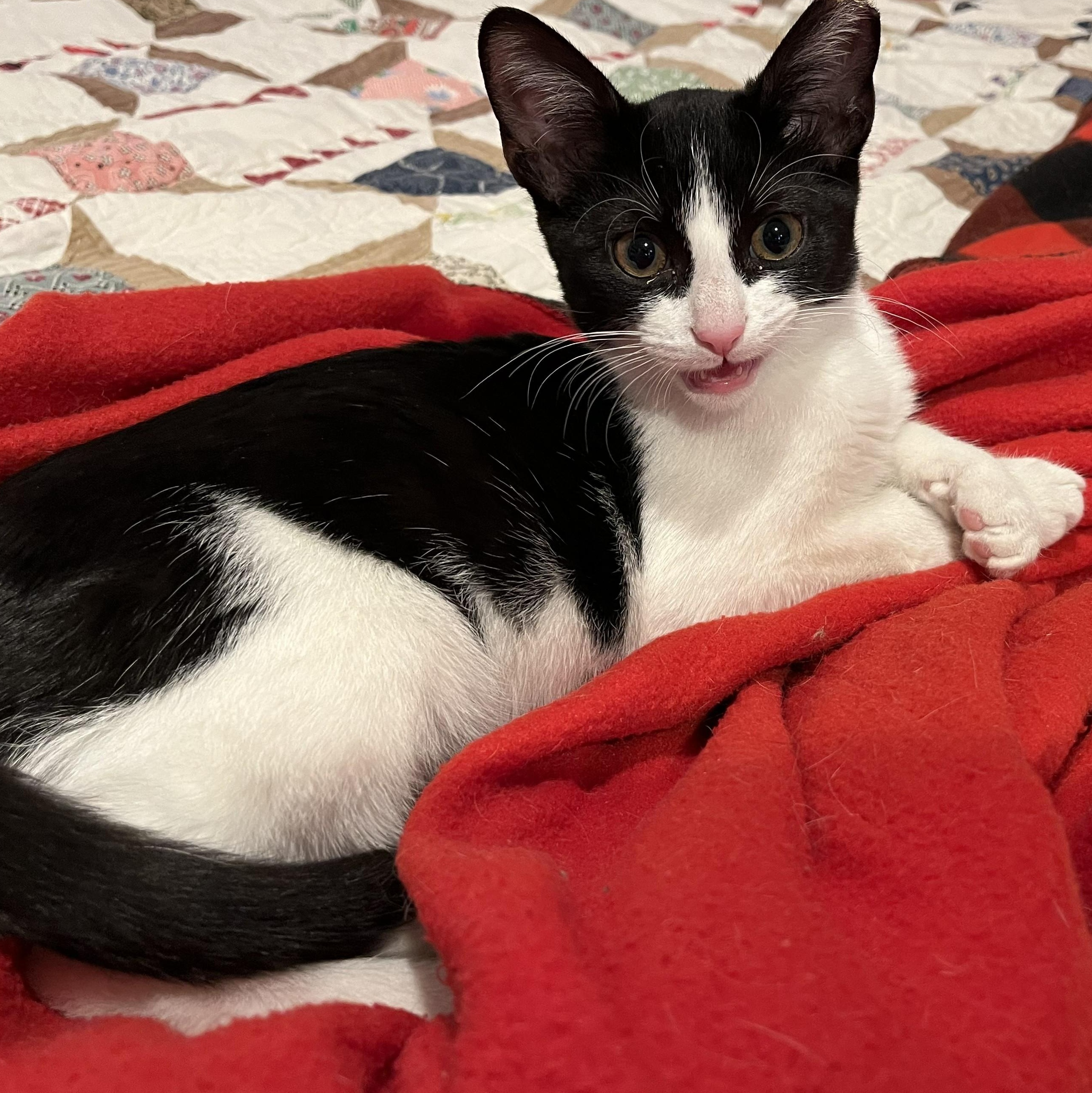 Enlarge Junior, a Adoptable mixed breed in CHICAGO, IL image 2/6