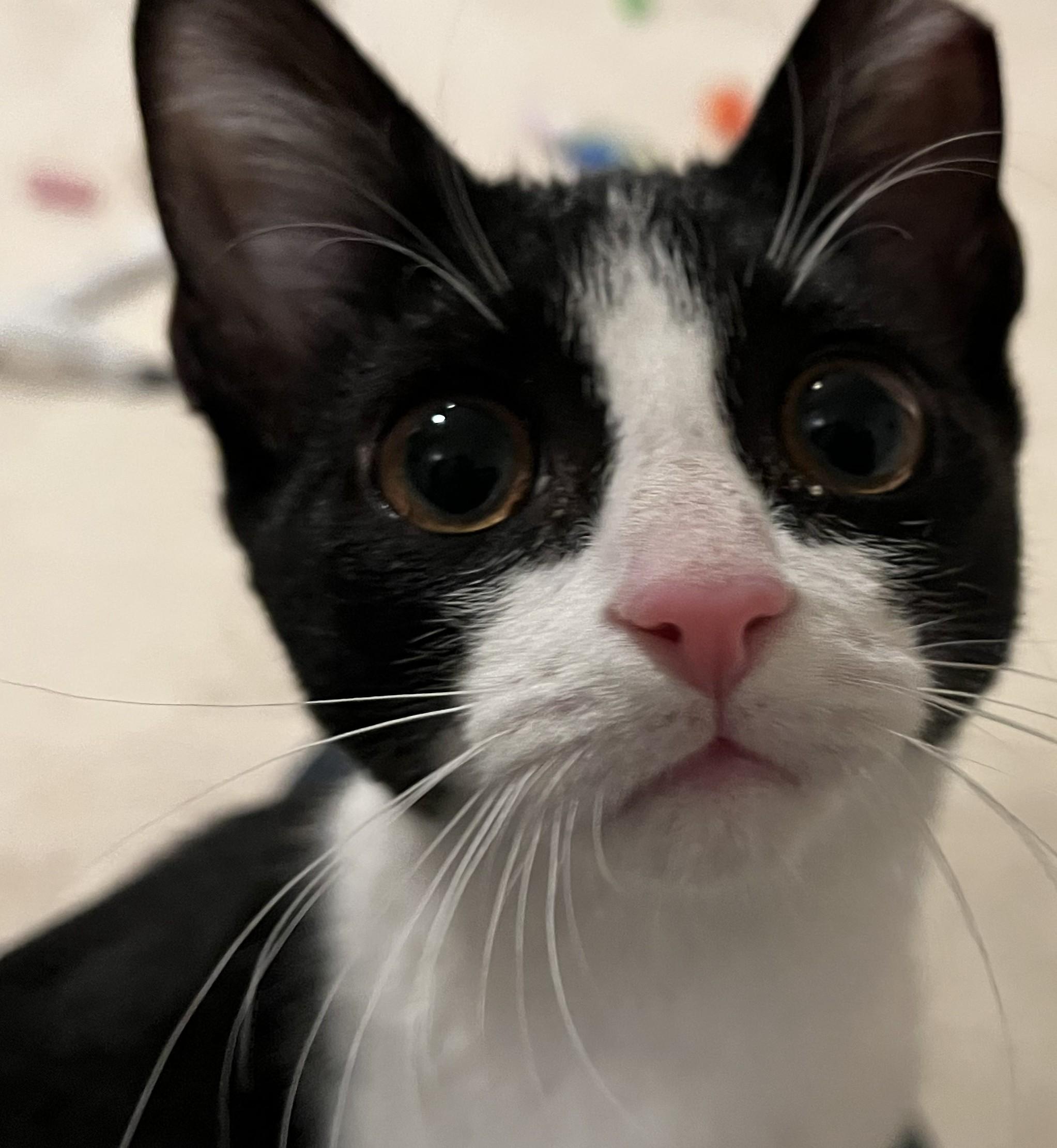Junior, Adoptable, Young Male Domestic Short Hair & Tuxedo.