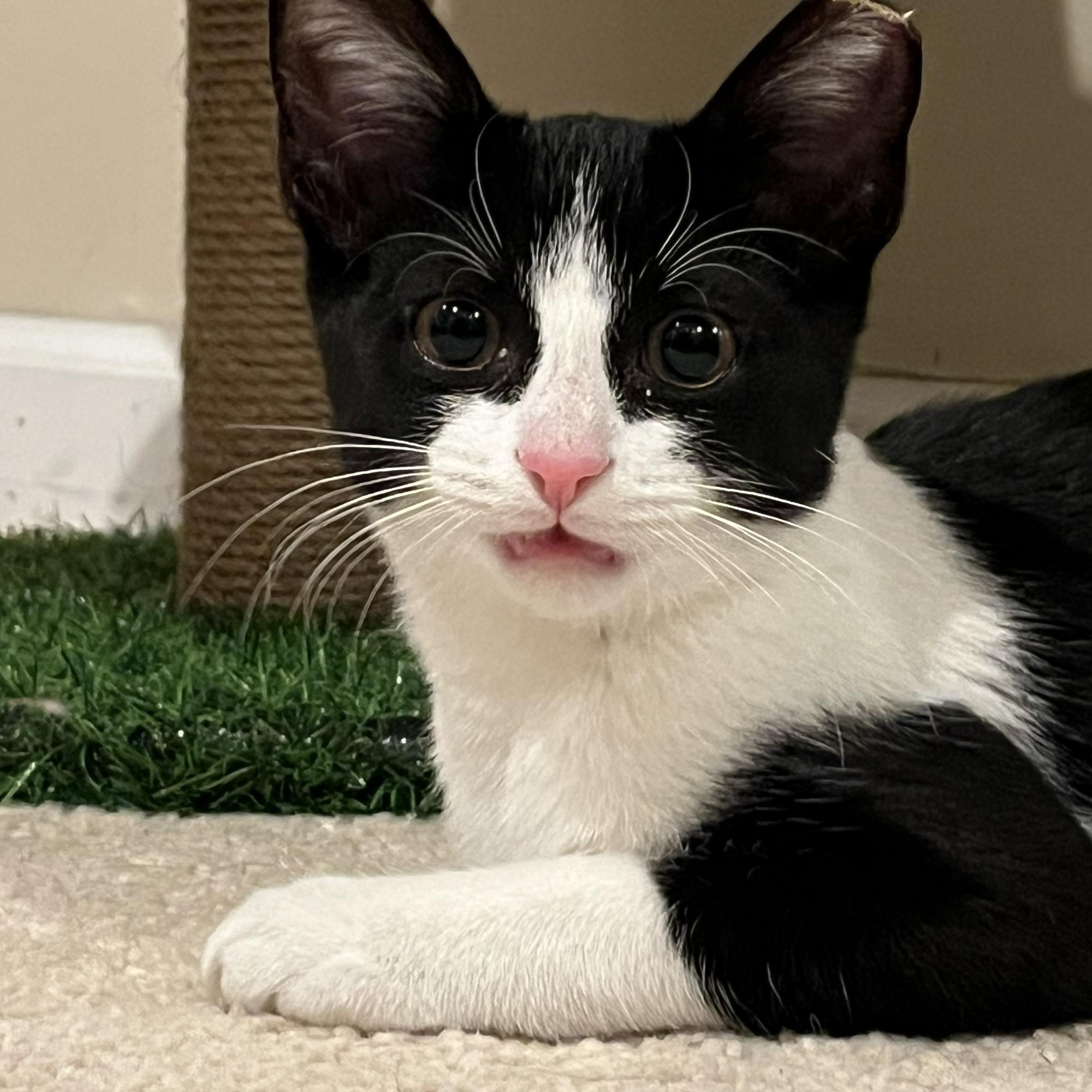 Enlarge Junior, a Adoptable mixed breed in CHICAGO, IL image 5/6