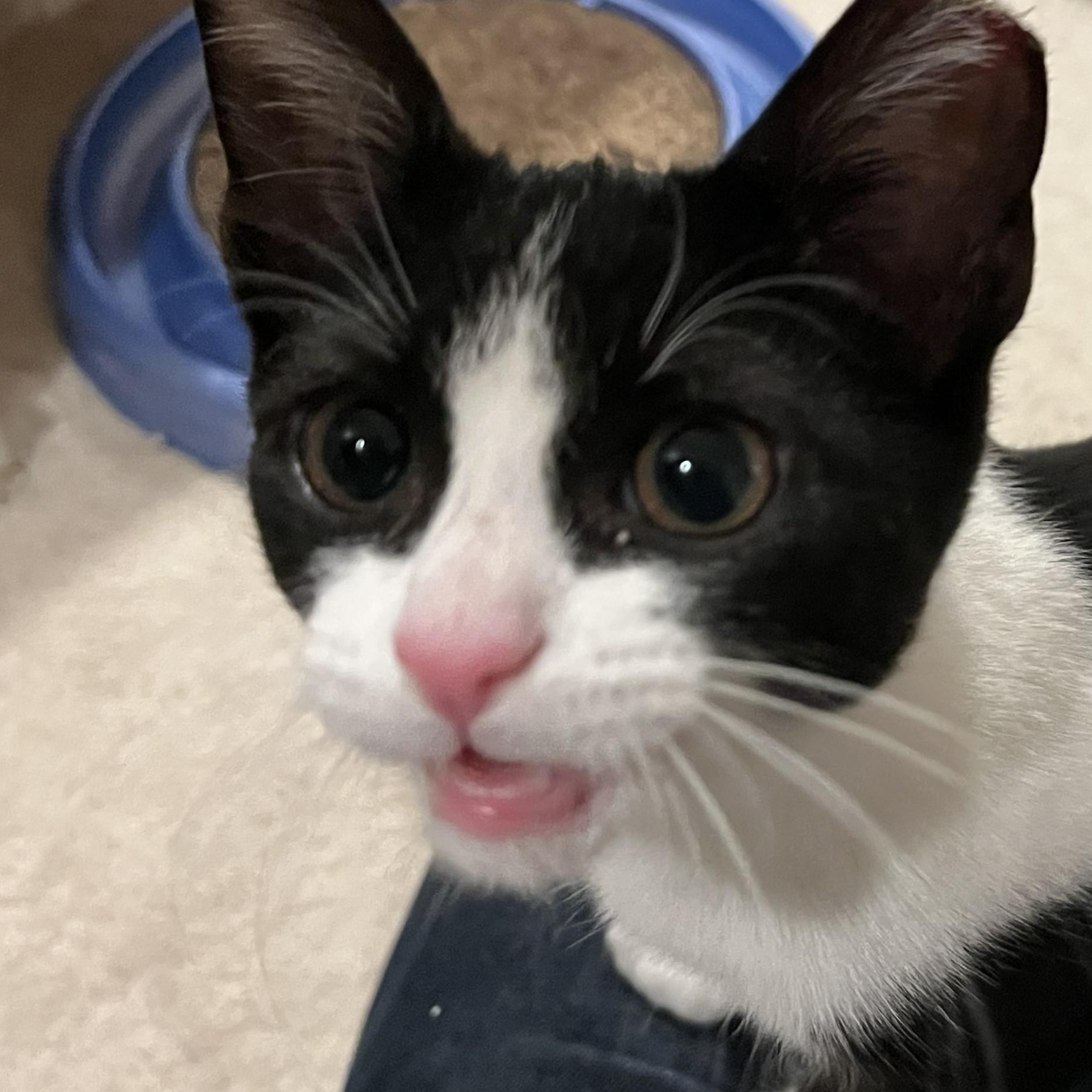 Enlarge Junior, a Adoptable mixed breed in CHICAGO, IL image 3/6