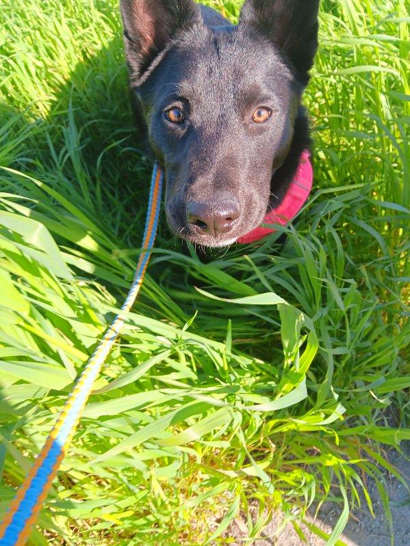 Ducky MoMo, an adoptable Australian Kelpie, Borador in Colusa, CA, 95932 | Photo Image 3