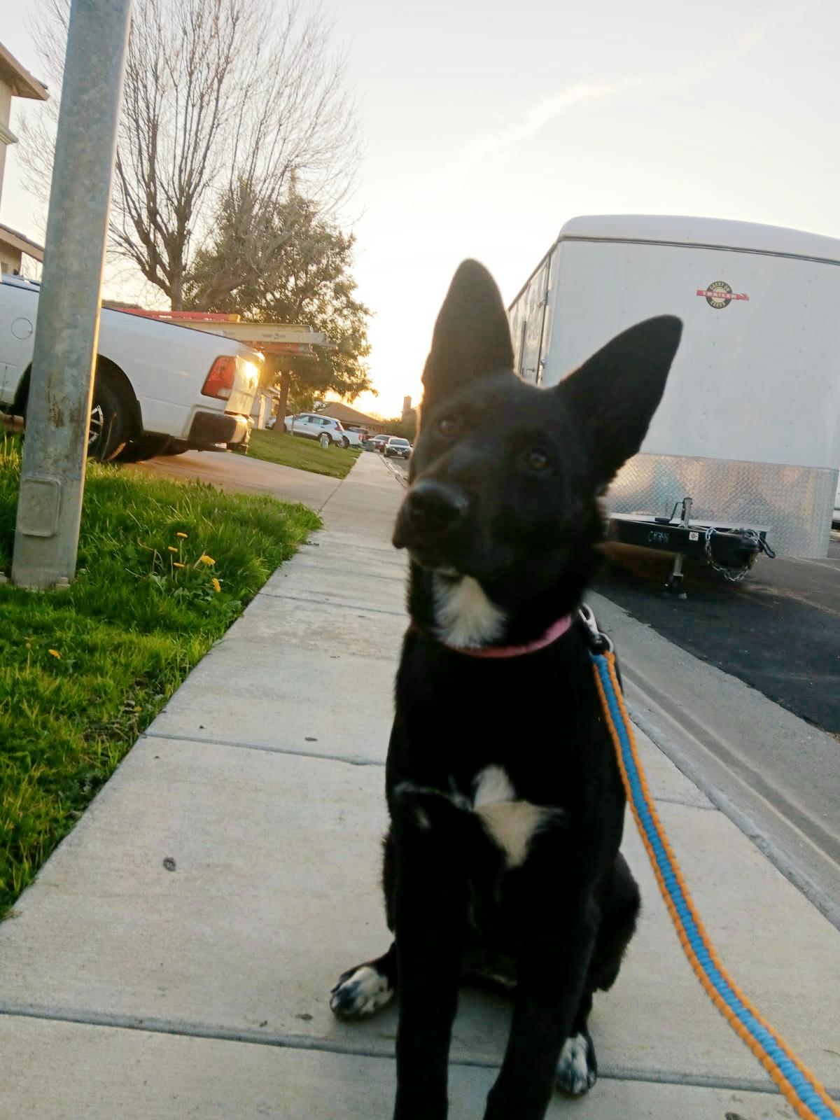 Ducky MoMo, an adoptable Australian Kelpie, Borador in Colusa, CA, 95932 | Photo Image 6