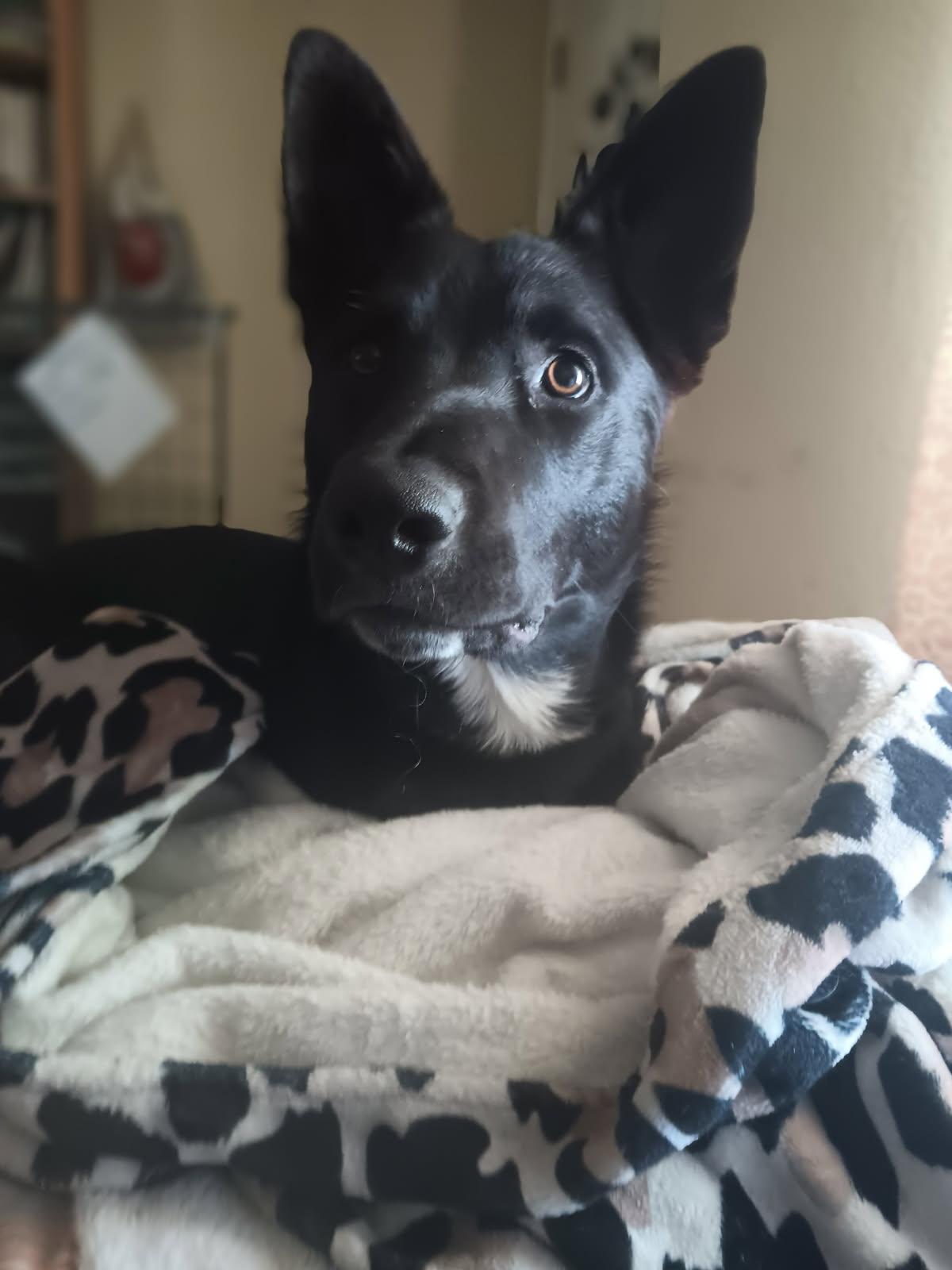 Ducky MoMo, an adoptable Australian Kelpie, Borador in Colusa, CA, 95932 | Photo Image 4