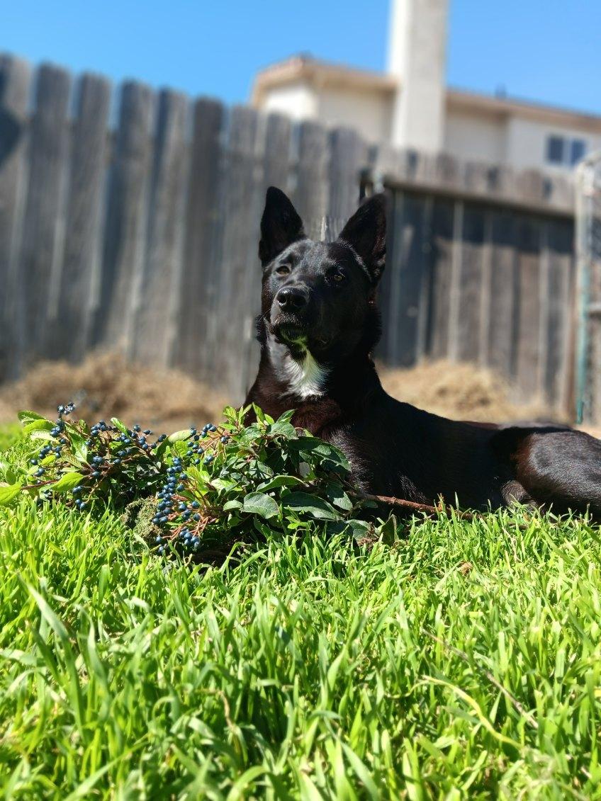 Ducky MoMo, an adoptable Australian Kelpie, Borador in Colusa, CA, 95932 | Photo Image 2