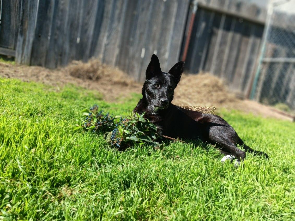 Ducky MoMo, an adoptable Australian Kelpie, Borador in Colusa, CA, 95932 | Photo Image 5