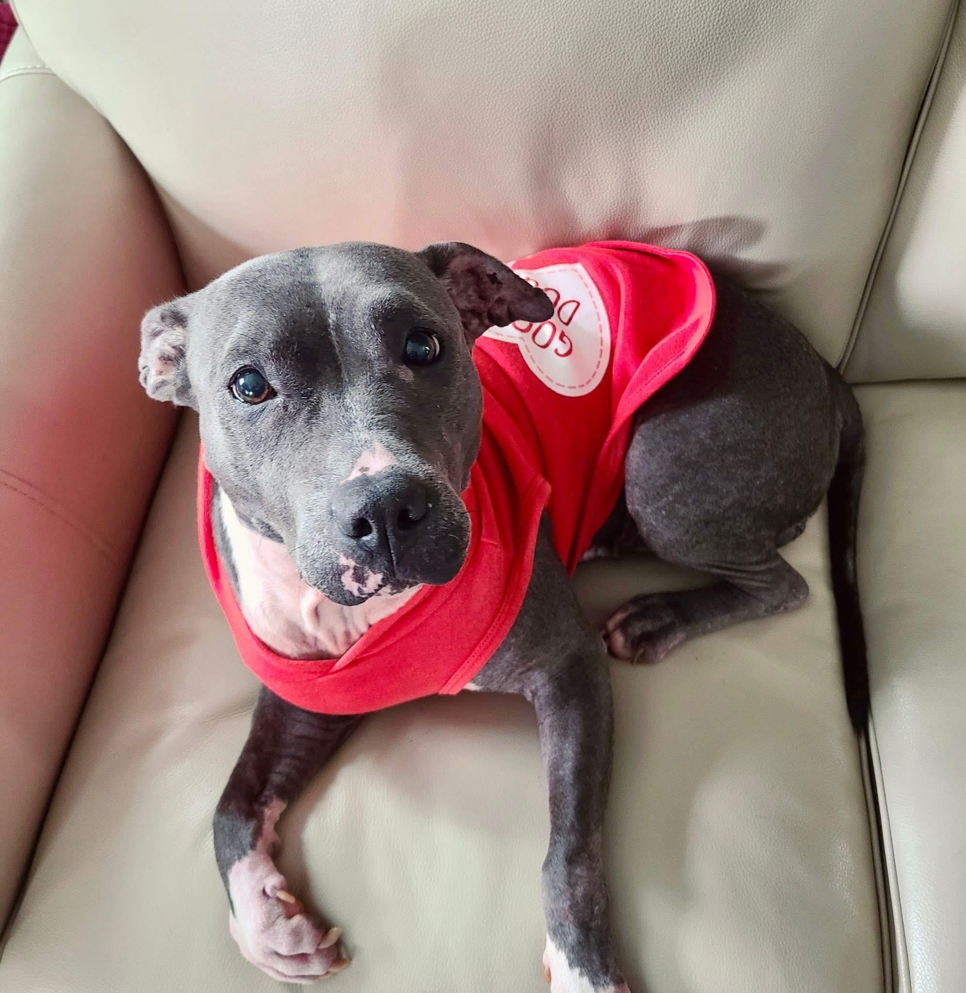 Enlarge Sagie, a ADOPTABLE mixed breed in Randleman, NC image 3/6