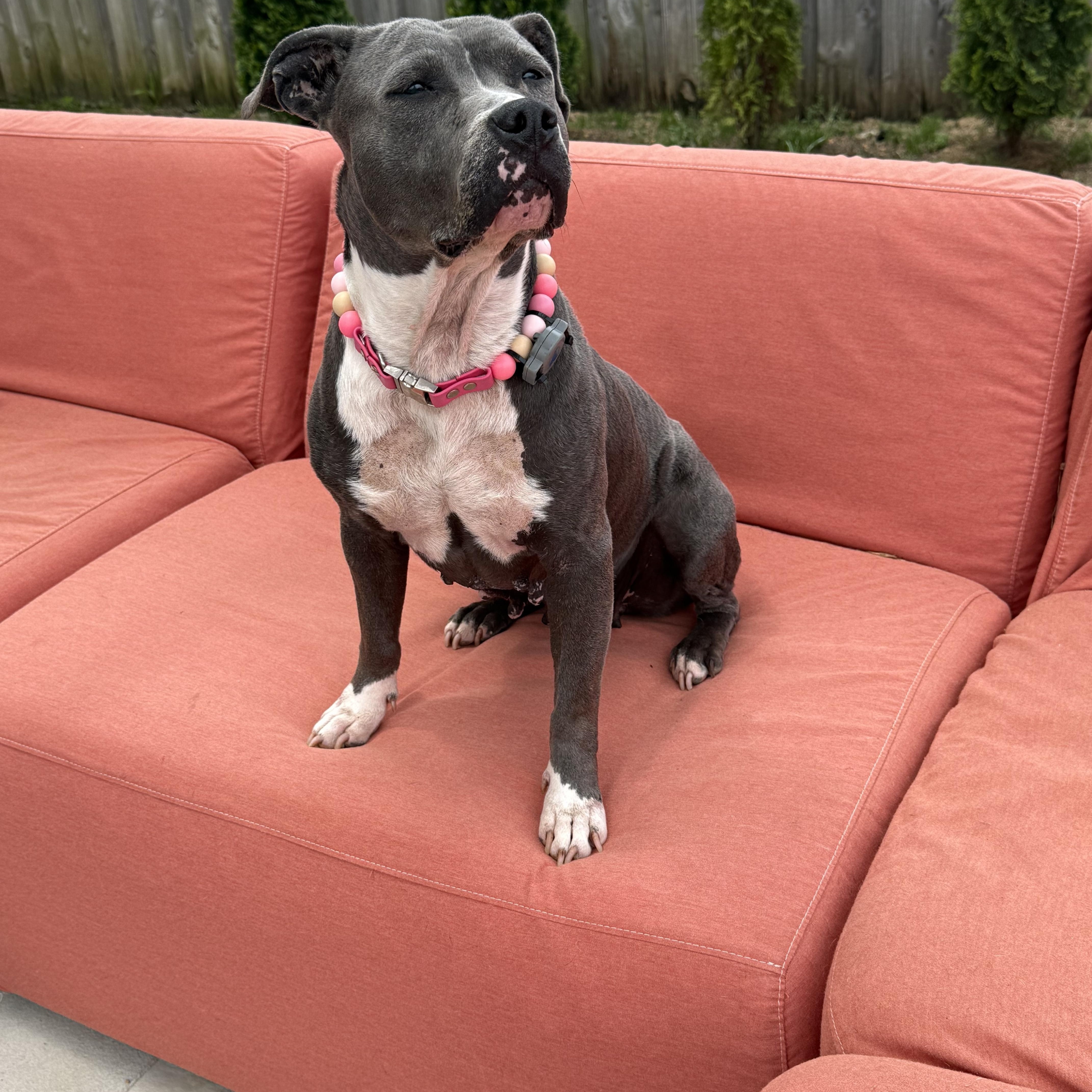 Enlarge Sagie, a ADOPTABLE mixed breed in Randleman, NC image 4/5
