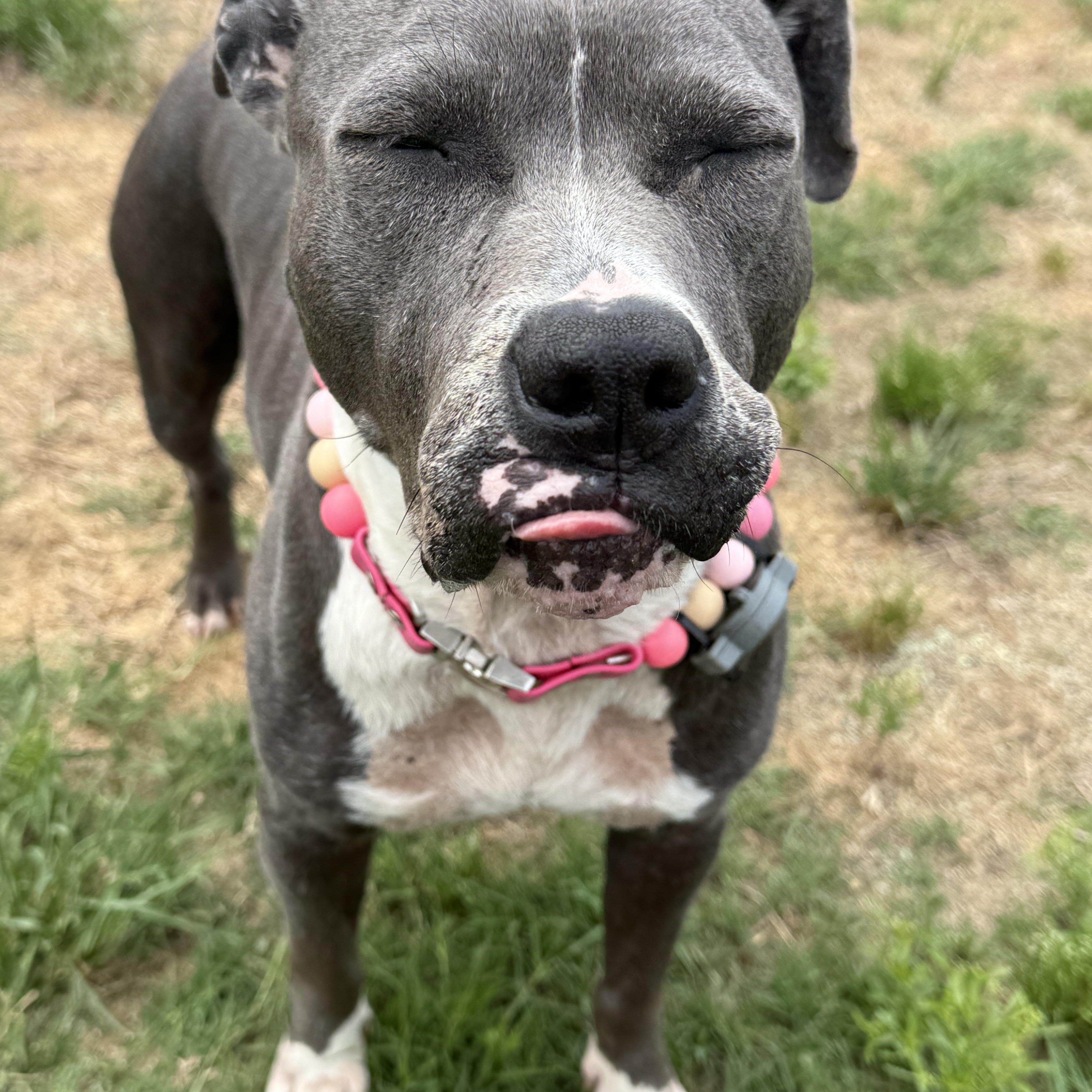 Enlarge Sagie, a ADOPTABLE mixed breed in Randleman, NC image 3/5