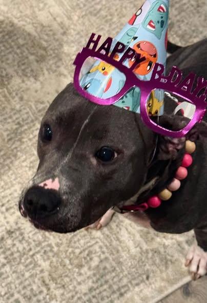 Enlarge Sagie, a ADOPTABLE mixed breed in Randleman, NC image 4/6