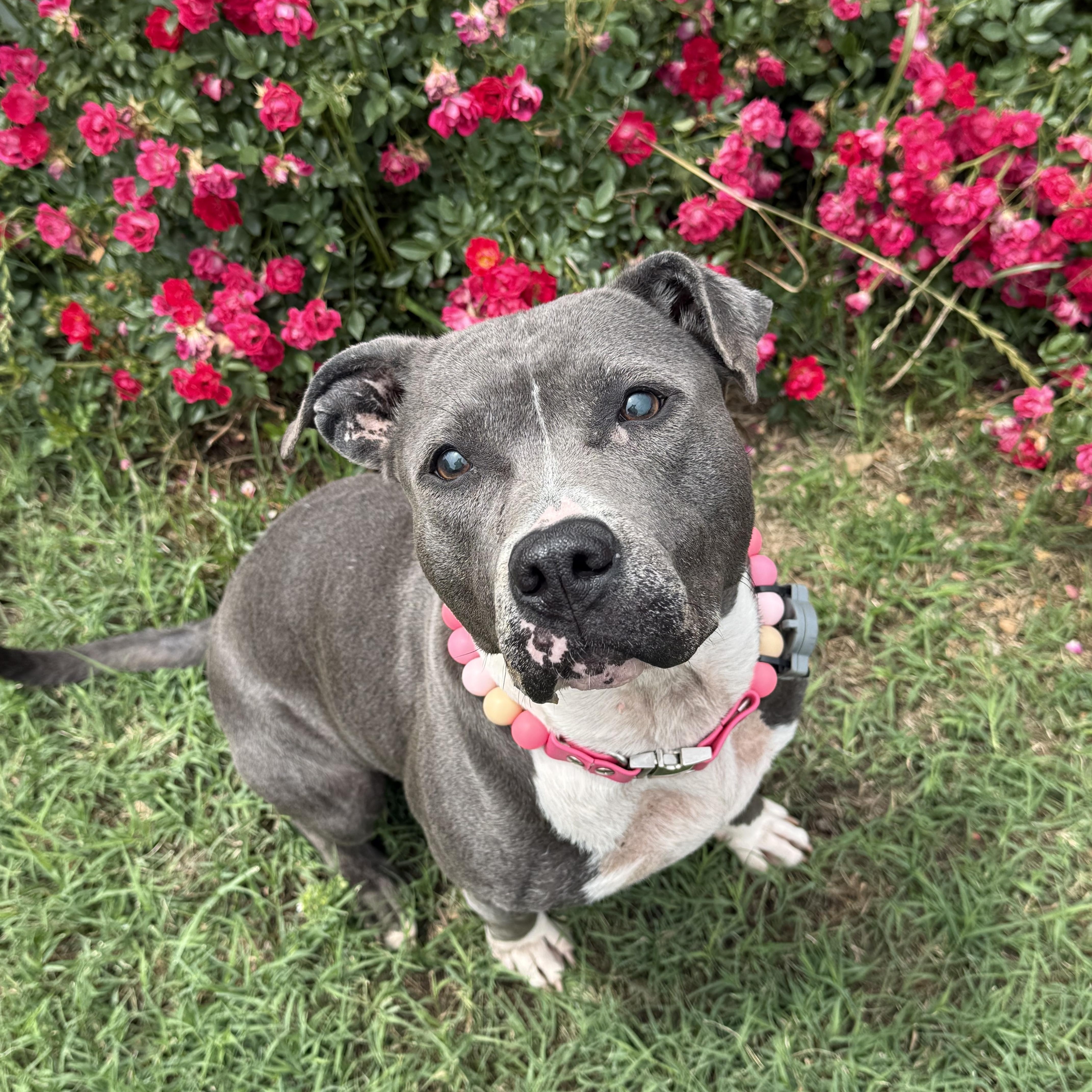 Enlarge Sagie, a ADOPTABLE mixed breed in Randleman, NC image 1/5