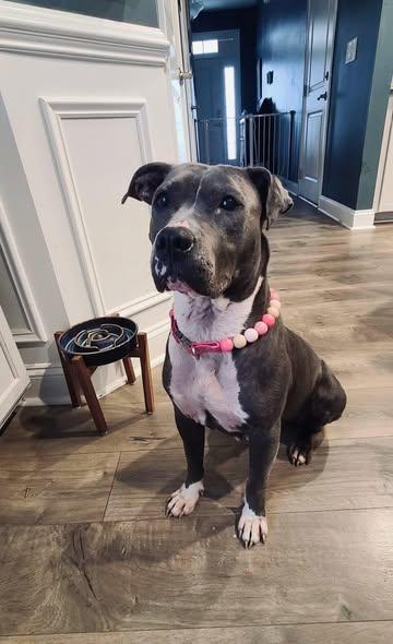 Enlarge Sagie, a ADOPTABLE mixed breed in Randleman, NC image 5/6