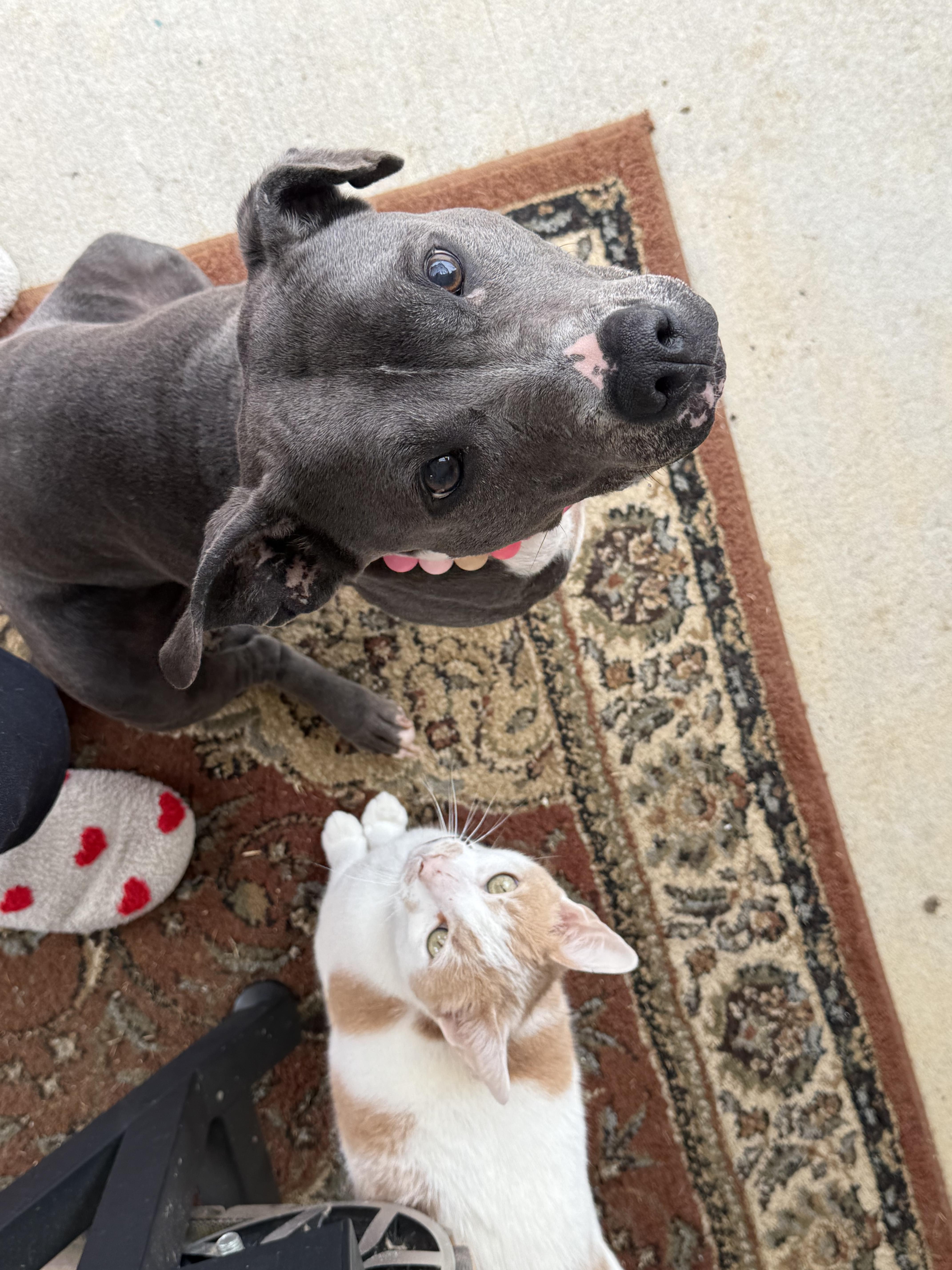 Enlarge Sagie, a ADOPTABLE mixed breed in Randleman, NC image 5/5