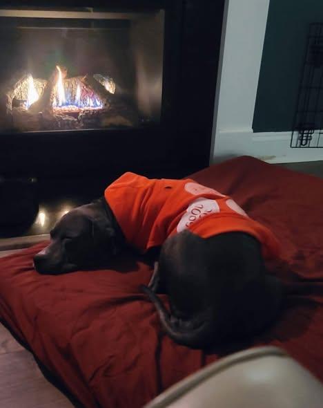 Enlarge Sagie, a ADOPTABLE mixed breed in Randleman, NC image 2/6