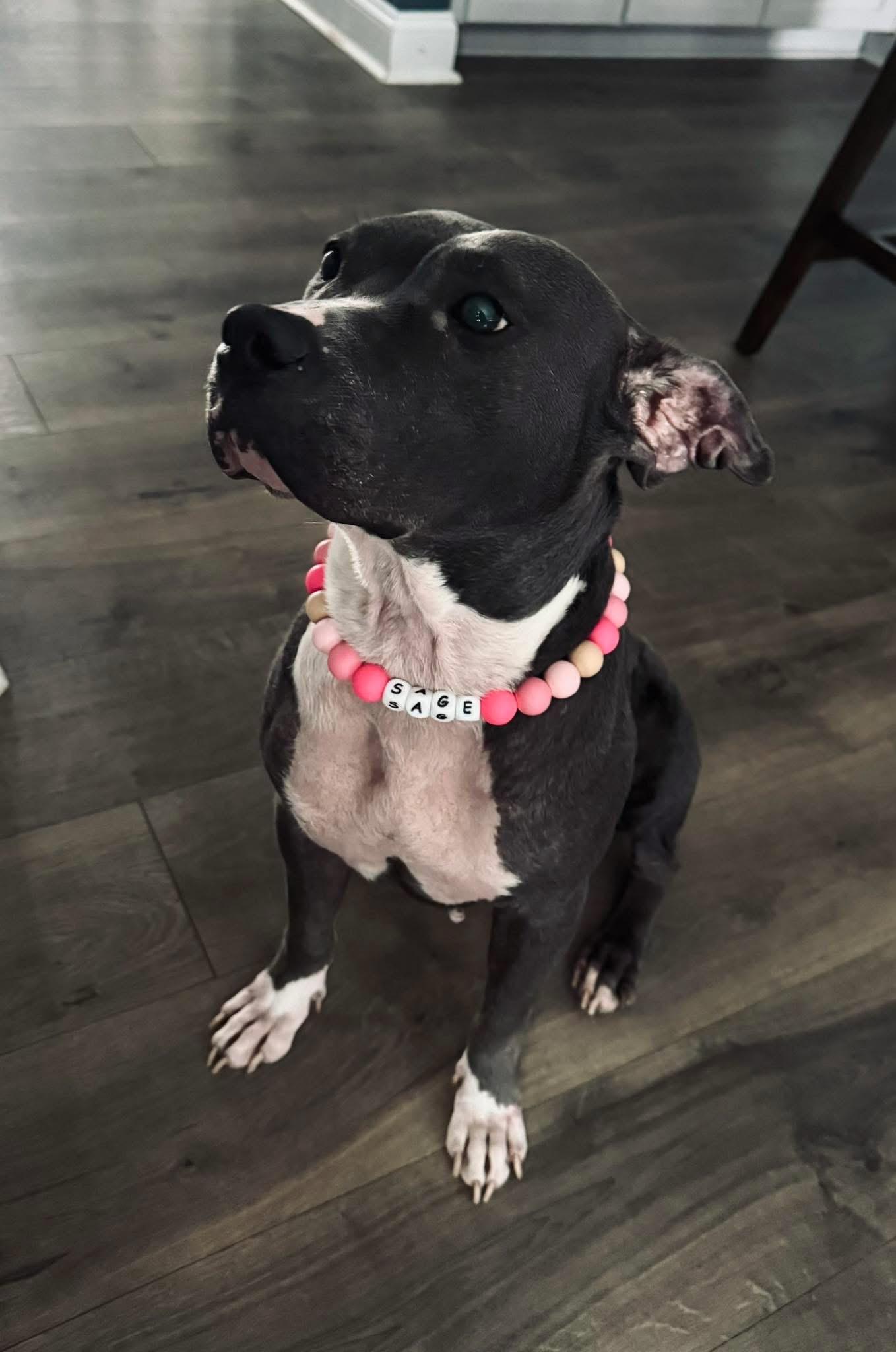 Enlarge Sagie, a ADOPTABLE mixed breed in Randleman, NC image 1/6