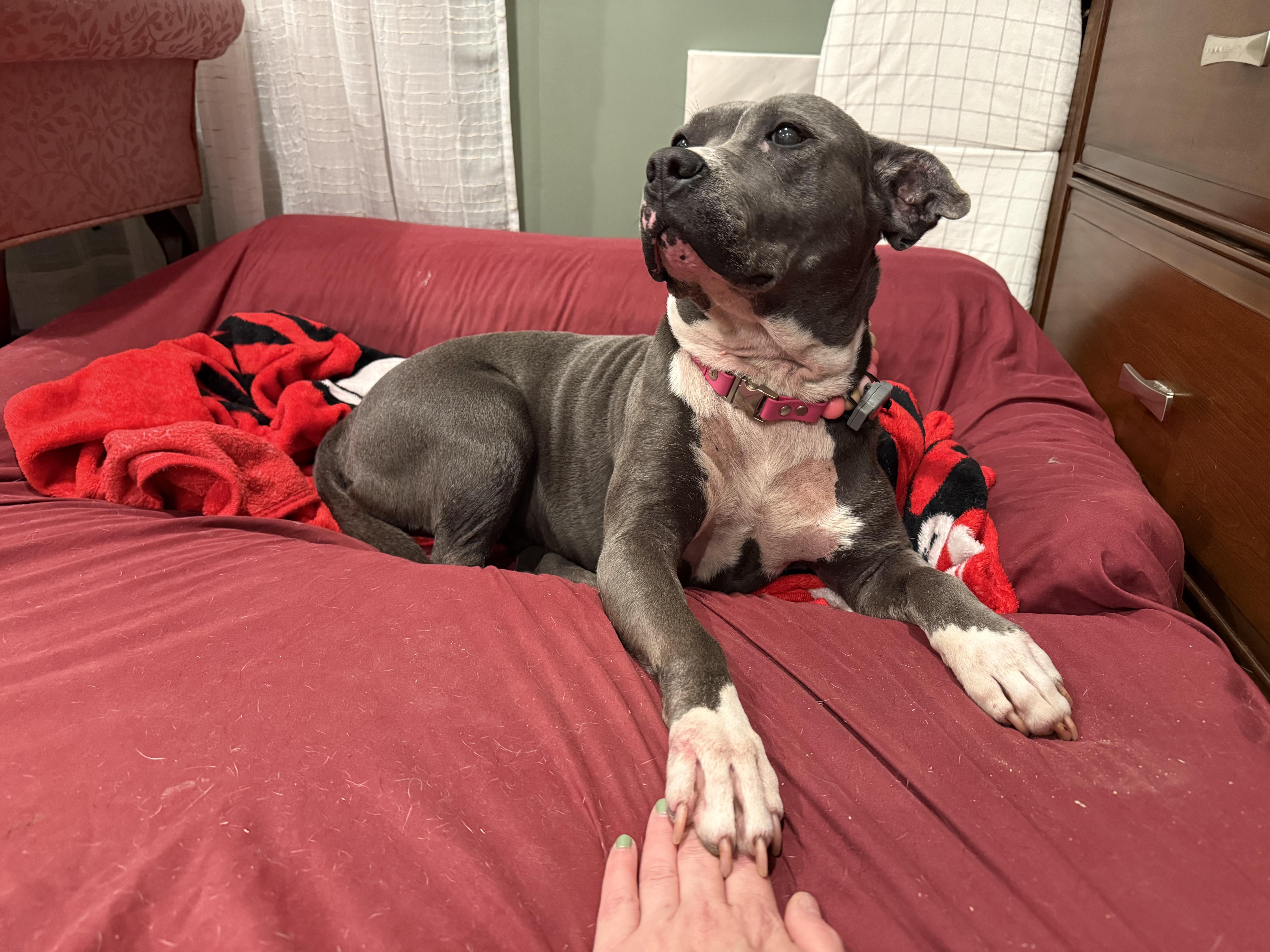 Enlarge Sagie, a ADOPTABLE mixed breed in Randleman, NC image 2/5