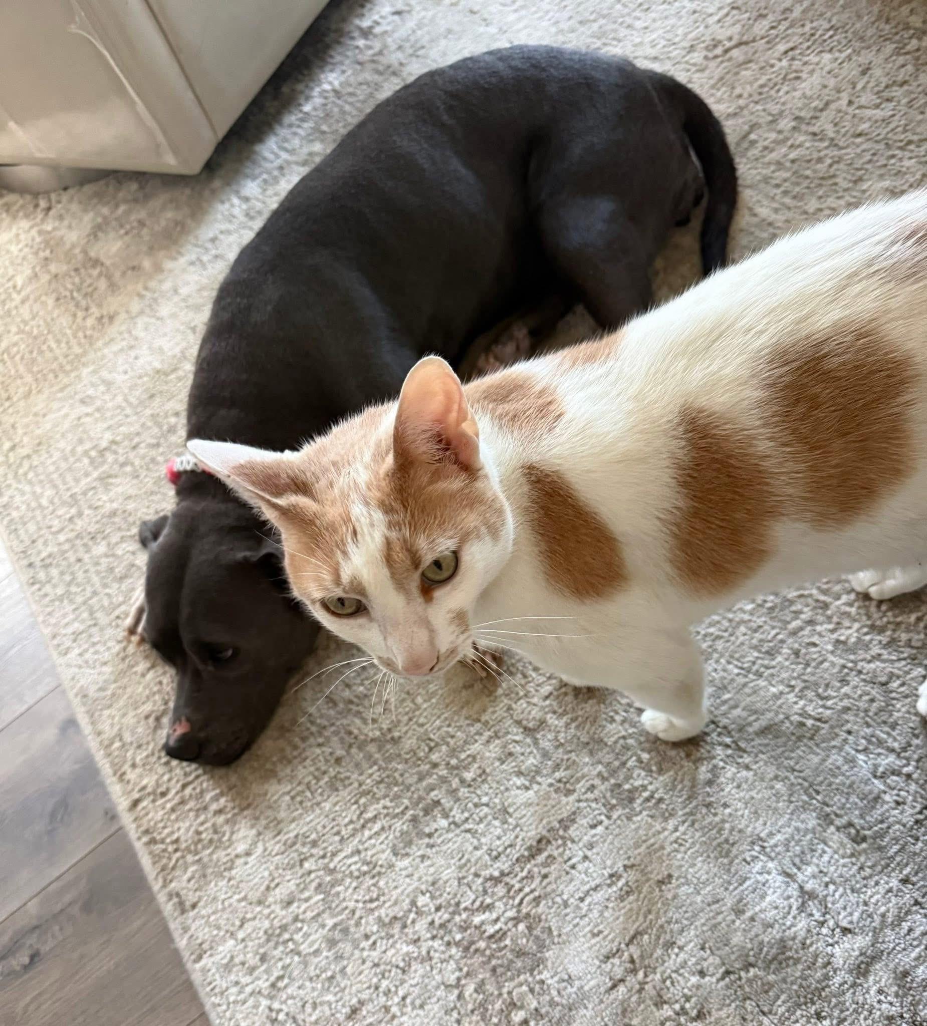 Enlarge Sagie, a ADOPTABLE mixed breed in Randleman, NC image 6/6