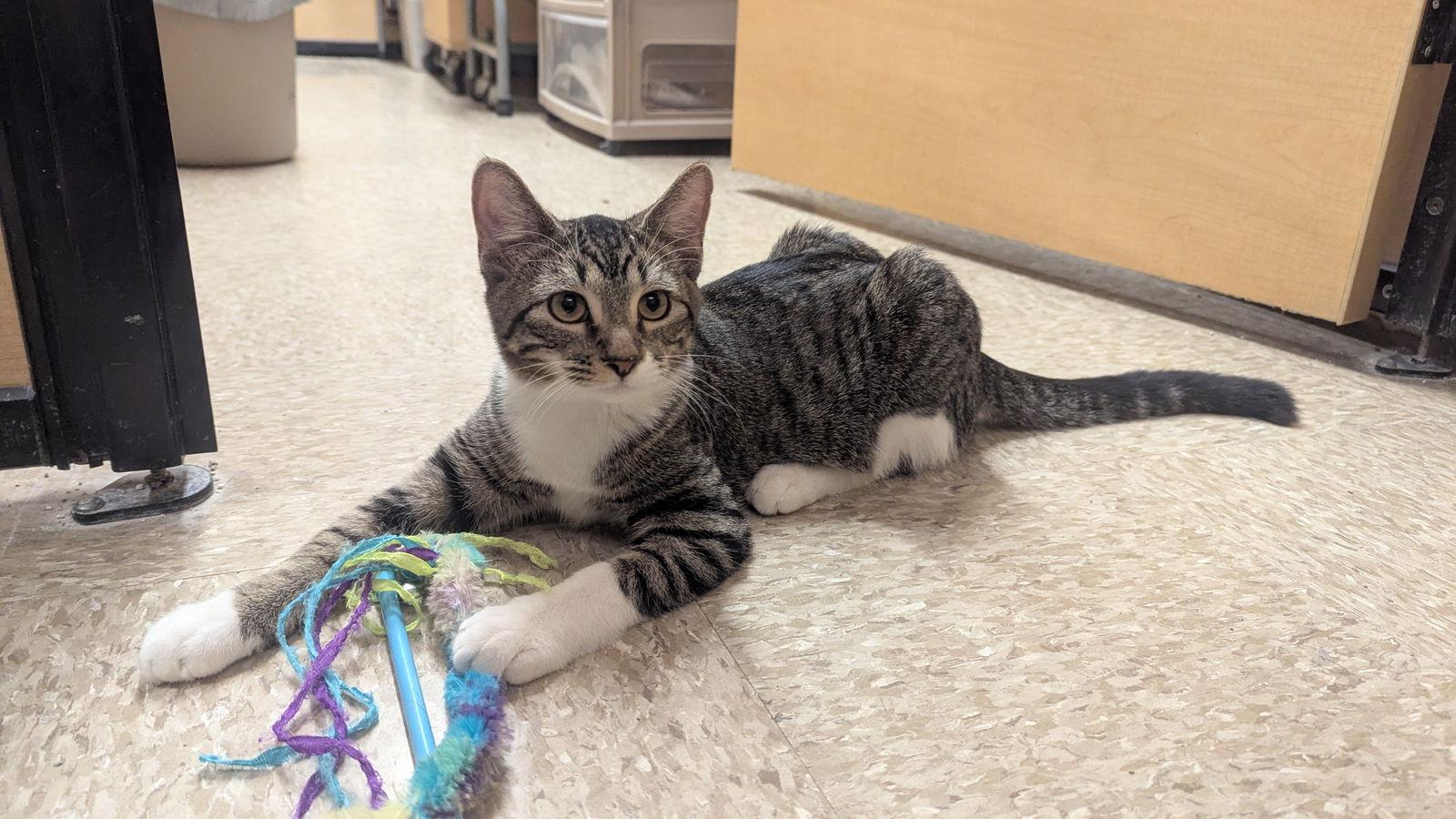 Enlarge Vito, a Adoptable Domestic Short Hair in hinckley, IL image 1/2