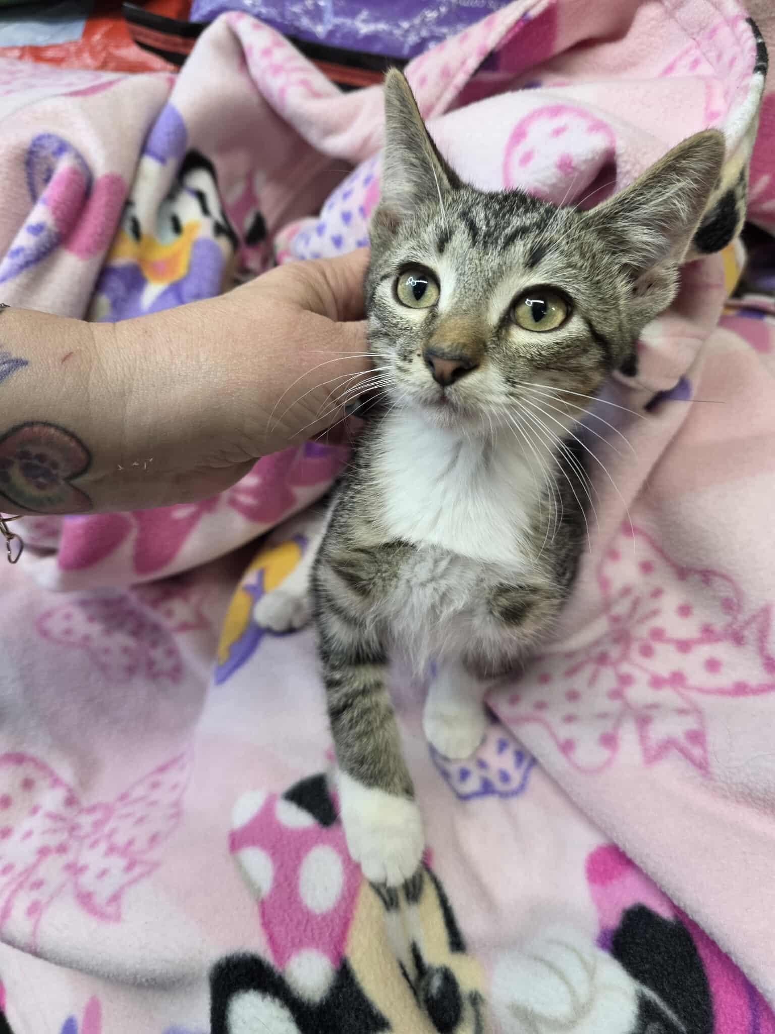 Enlarge Vito, a Adoptable Domestic Short Hair in hinckley, IL image 2/2