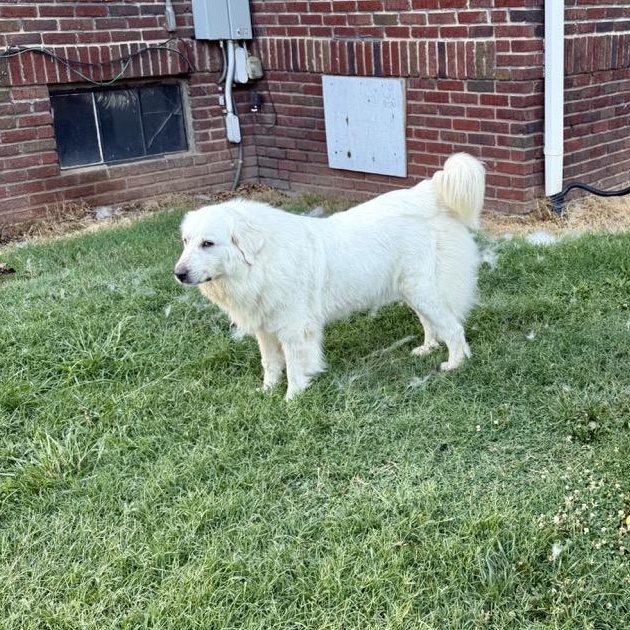 Holden, a ADOPTABLE Great Pyrenees in Claremont, NC image 2/2