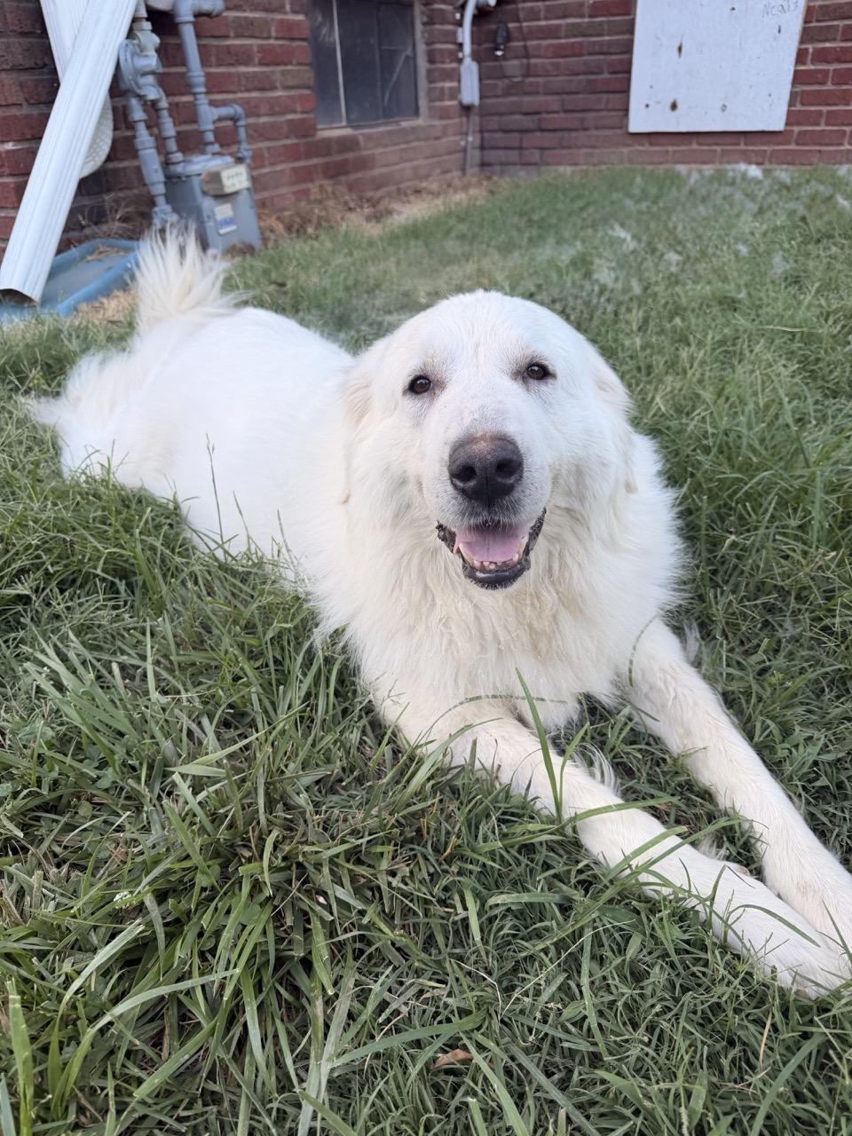 Holden, a ADOPTABLE Great Pyrenees in Claremont, NC image 1/2