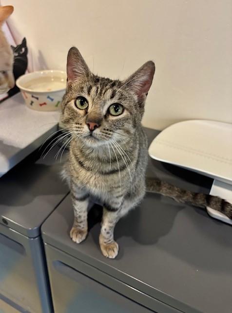 Tiggy, Adoptable, Young Female Tabby.