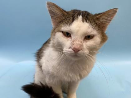 Spam, Adoptable, Adult Male Domestic Short Hair & Domestic Short Hair.
